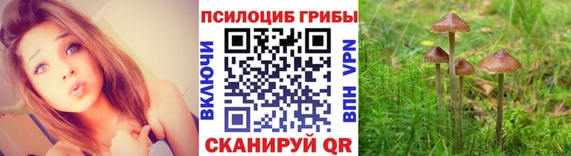Купить закладки  Конаково  Галлюциногенные грибы Cubensis 